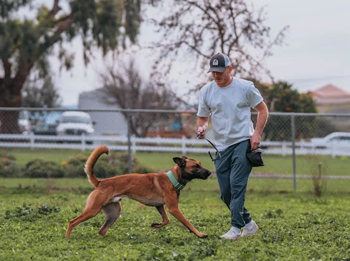 A dog and handler practicing together outdoors